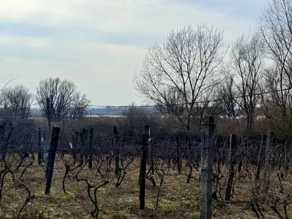 Eladó Szőlős, Oroszlány 1500 m² 8.7 M Ft